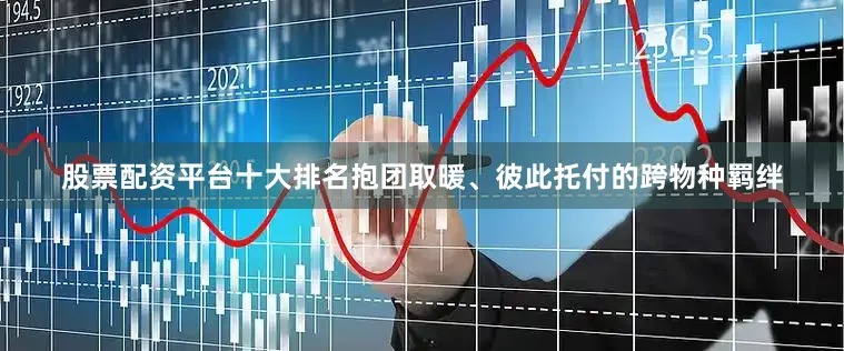 股票配资平台十大排名抱团取暖、彼此托付的跨物种羁绊